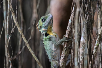 Close up of a Boyds forest Dragon climbing up a curtain fig tree, Atherton Tablelands, Queensland, Australia