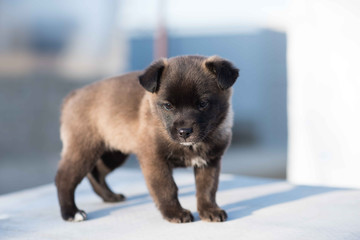 Very cute black puppies. Beautiful puppies. little puppies.