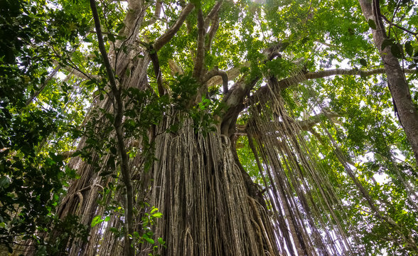 Majestic Curtain fig tree in the rainforest, Yungaburra, Atherton Tablelands, Queensland, Australia