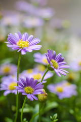 Obraz premium Daisy flower