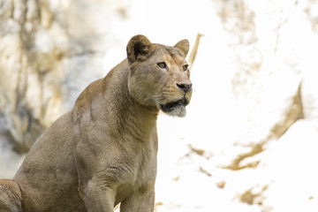 Obraz premium Image of a female lion on nature background. Wild Animals.