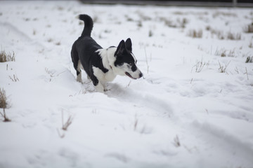 Собака вельш корги кардиган гуляет по снегу 