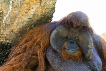 Image of a big male orangutan orange monkey. Wild Animals.