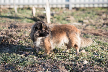 Red-black-haired dog.