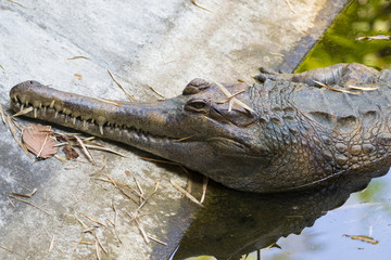Image of a gavial on the water. Wild Animals.