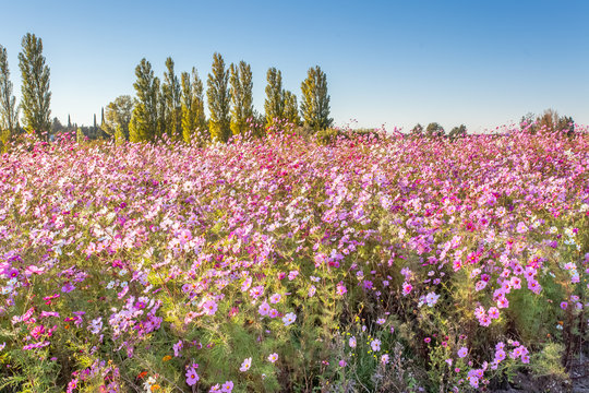 champ de cosmos en Provence
