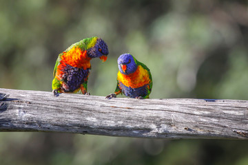 Couple of Rainbow lorikeets in love, Queensland, Australia