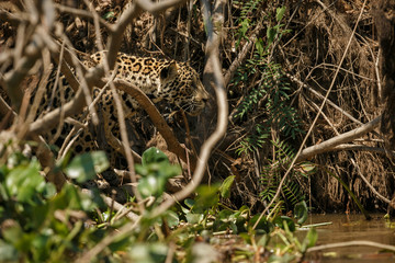 Fototapeta na wymiar American jaguar is hunting in the nature habitat, panthera onca, wild brasil, brasilian wildlife, pantanal, green jungle, big cats