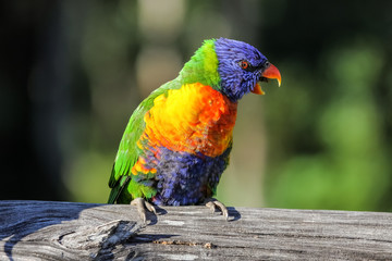 Close up of a colorful Rainbow lorikeet in the wild, Queensland, Australia