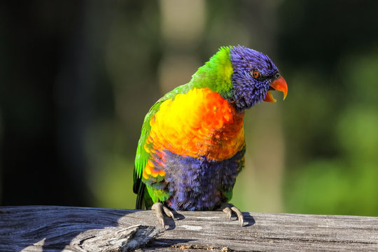 Close up of a colorful Rainbow lorikeet in the wild, Queensland, Australia