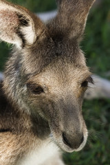 Portrait of a Pretty face or whiptail wallaby resting in the grass, Carnarvon Gorge, Queensland, Australia