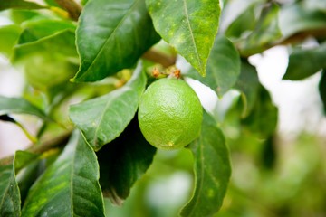 Green lemon on the tree