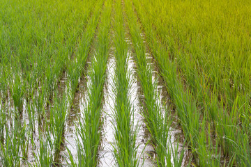 rice field in thailand, organic rice background