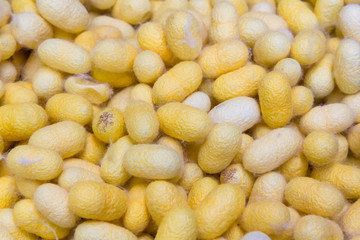 gold natural cocoon balls background, raw material for silk clot