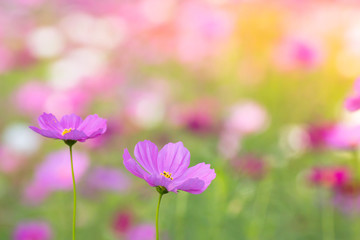 pink cosmos flowers on blur flower field background