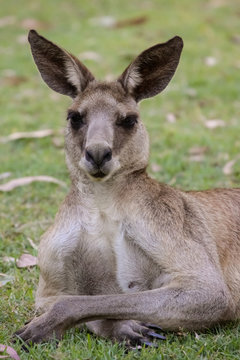 Pretty face or whiptail wallaby resting in the grass, facing, Carnarvon Gorge, Queensland, Australia