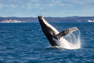 Humpback whale spy hopping, Hervey Bay, Queensland © Uwe Bergwitz