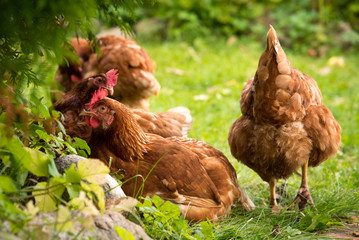 Brown chicken in the garden