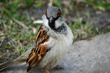 Little sparrow sitting on a asphalt