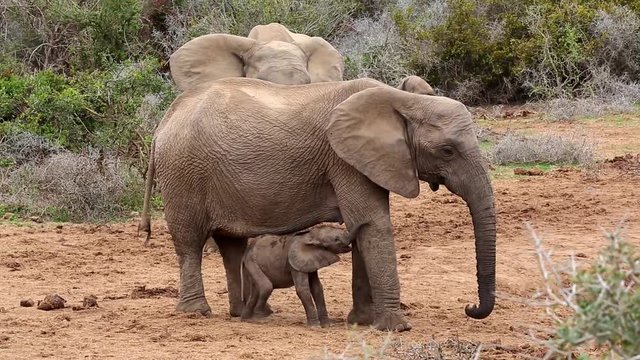 Cute baby African elephant standing on hind legs to suckle