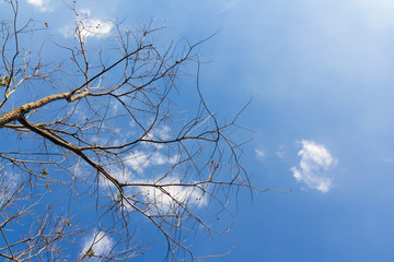 dry brunch of tree in winter season against blue sky in Thailand