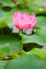 lotus (연꽃)