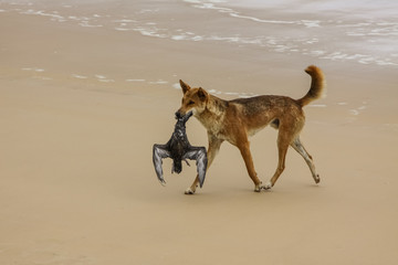 Fototapeta na wymiar Australian dingo with its prey, a bulwers petrel at 75 mile beach, Fraser Island, Queensland, Australia