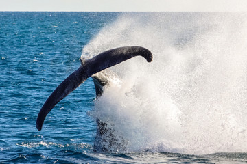 Humpback whale slapping its tail producing sea spray, Hervey Bay, Queensland