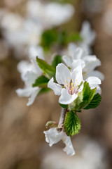 white blossoms of fruit tree in spring
