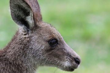 Profile of an an Eastern grey kangaroo, facing, Girraween National Park, Queensland, Australia