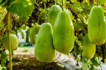 Calabash gourd fruit and trees in the garden
