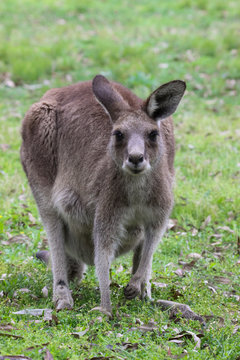 Close up of an Eastern grey kangaroo, facing, Girraween National Park, Queensland, Australia