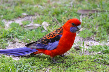 Close up of a Crimson rosella, Girraween National Park, Queensland, Australia