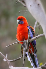 Close up of a Crimson rosella, Girraween National Park, Queensland, Australia
