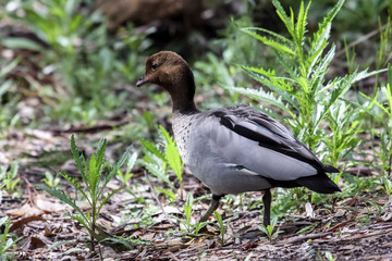 Close up of an Australian wood duck, Girraween National Park, Queensland, Australia