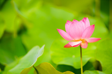 Obraz premium lotus (연꽃)