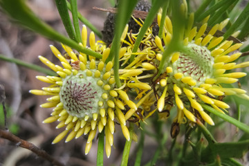 Close up of a yellow wildflower, Queensland Australia