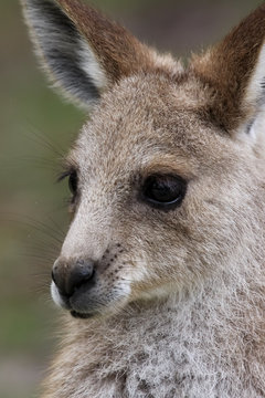 Portrait of an Eastern grey kangaroo, Girraween National Park, Queensland, Australia
