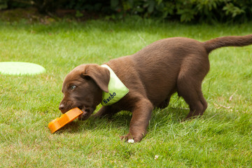 Süßer brauner Labrador Welpe spielt im Garten