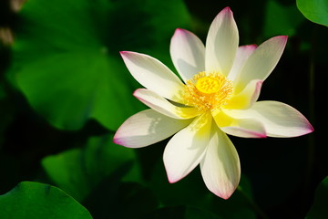 lotus (연꽃)