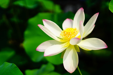 lotus (연꽃)