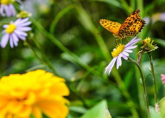 butterfly