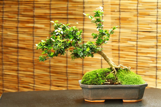 Bonsai tree in the old pot.