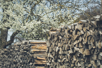 stacks of logs under blossoming tree