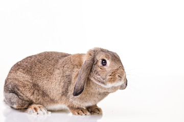 Rabbit on isolated white background