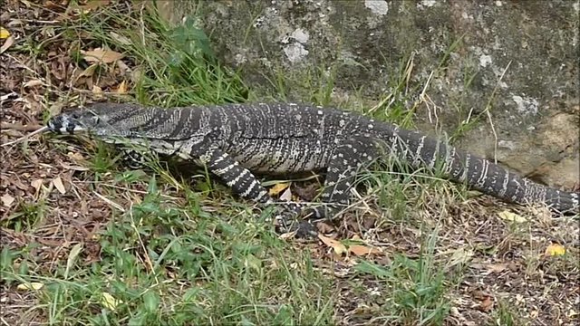 Lace monitor (Varanus varius) ,Tasmania, Australia