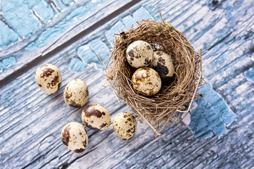 Quail eggs in nest