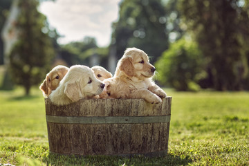 Golden retriever
