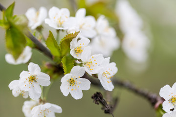 white blossoms of fruit tree in spring