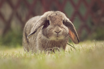 Rabbit in grass